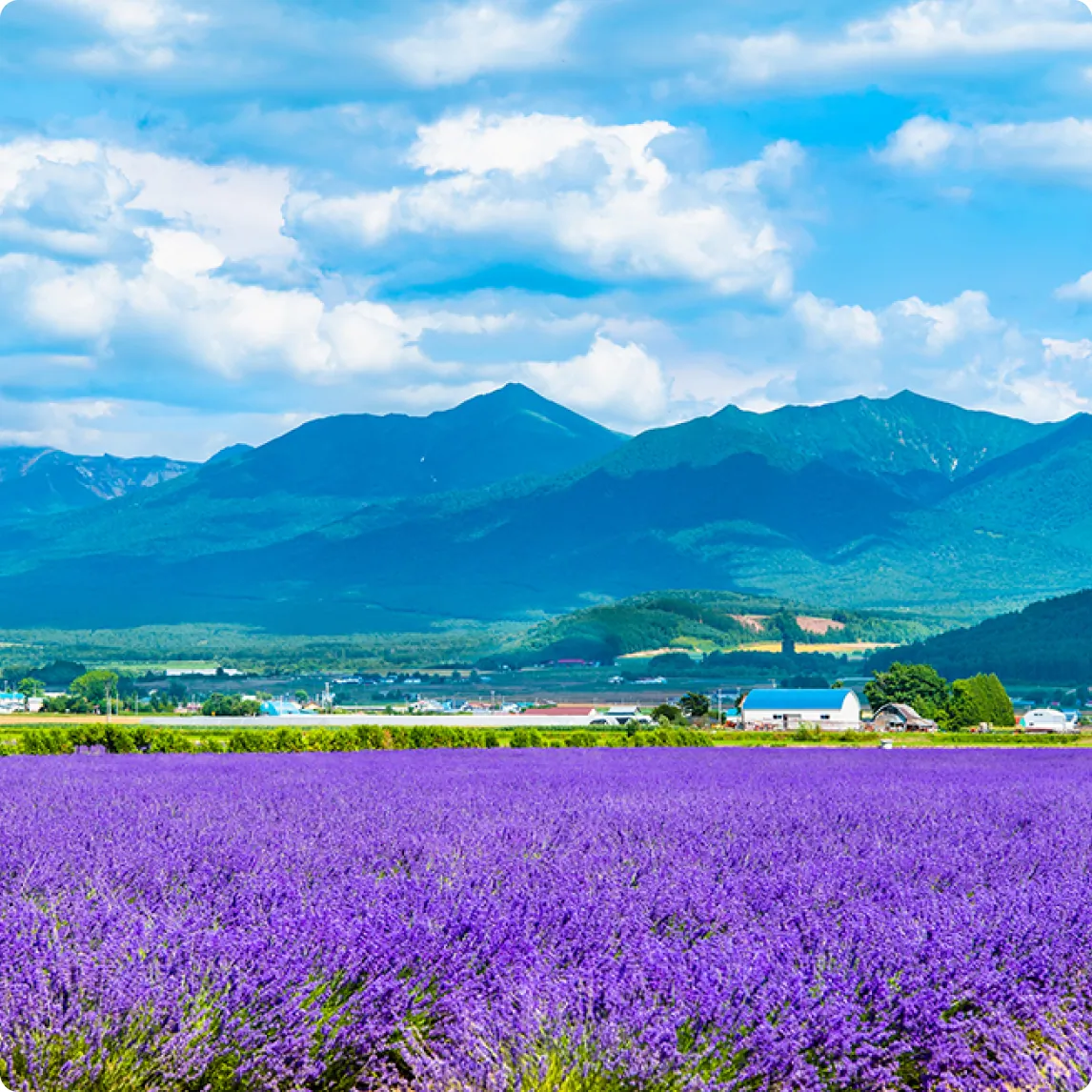 ラベンダー畑の向こうに連なる山並みの写真